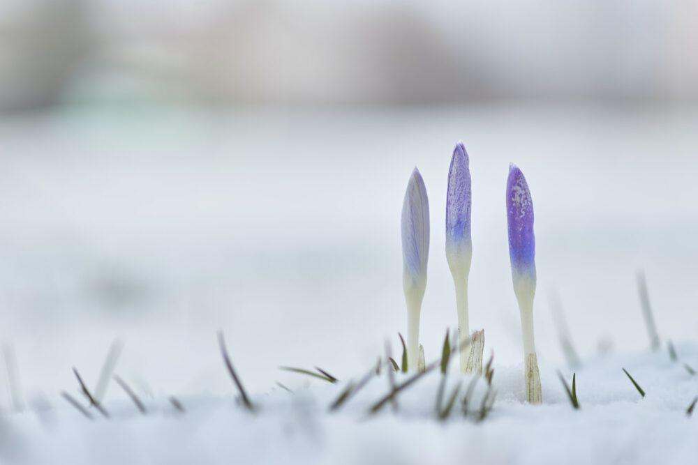 kwiaty zima krokusy pod śniegiem