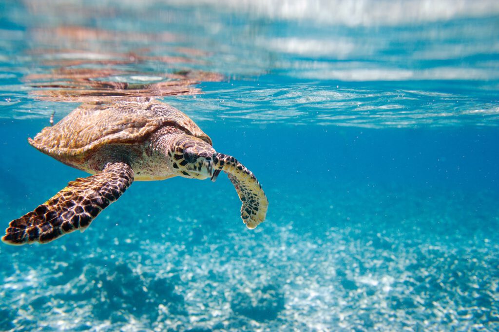 FLOSLEK ochrona zasobów wodnych dbanie o środowisko Hawksbill sea turtle swimming in Indian ocean in Seychelles